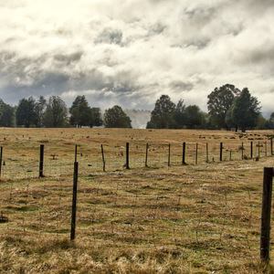 Dewy field, Tarraleah, Tasmania, Australia