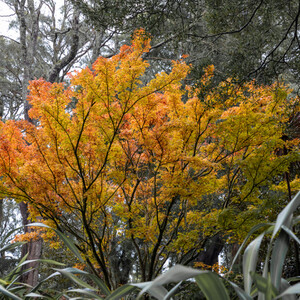 Autumn Colours in Yarra Vale, Victoria, Australia