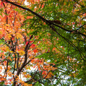 The colours of fall, Hocking Hills, Ohio