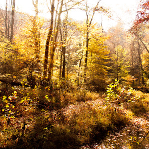 Golden colours of fall, Hocking Hills, Ohio