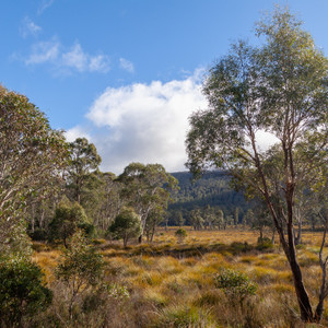 Nature near Tarraleah, Tasmania, Australia