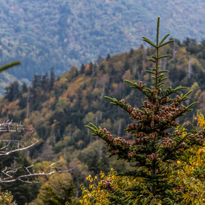 Pine Tree, Smoky Mountains, Tennessee