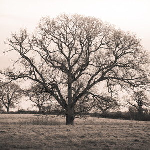 Lone tree, Tallarn Green, Wales, UK